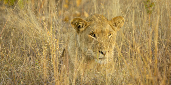 The Lions in the Grass, Revisited