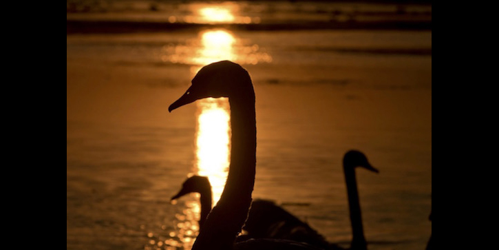 Three Black Swans