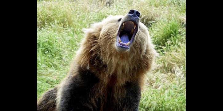 All Things Bearish