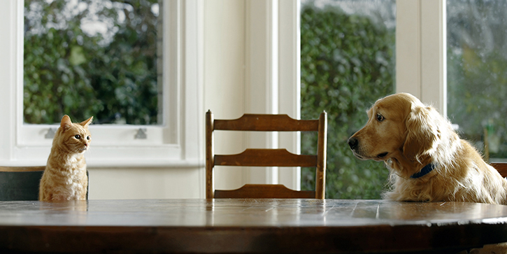 Dogs and Cats Living Together