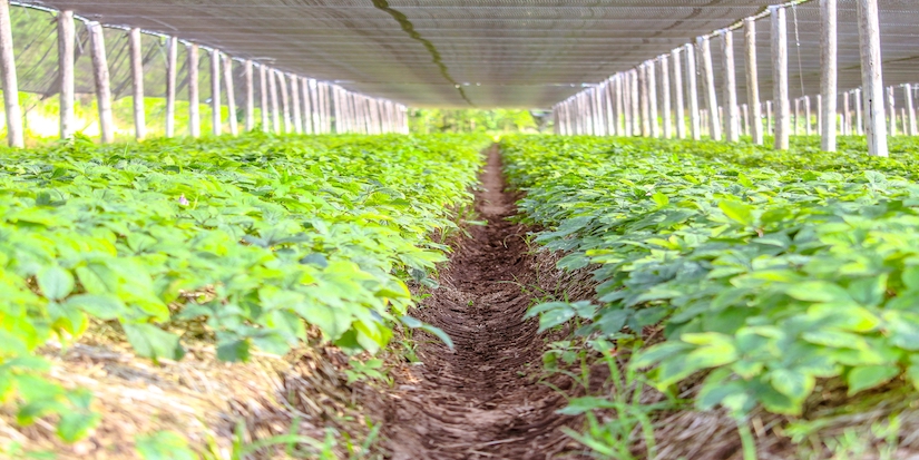 What happens when we reach “peak farmland”...